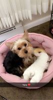 Yorkshire Terrier Puppies for sale in South Norfolk, VA 23324, USA. price: NA