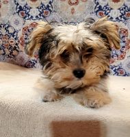 Yorkshire Terrier Puppies for sale in Delano, CA 93215, USA. price: NA