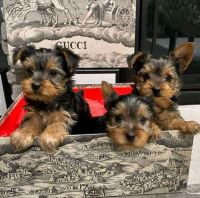 Yorkshire Terrier Puppies for sale in Paducah, KY, USA. price: NA
