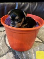 Yorkshire Terrier Puppies for sale in Clarksville, TN, USA. price: NA
