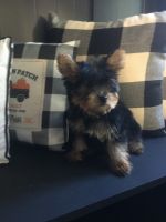 Yorkshire Terrier Puppies for sale in Sturbridge, MA, USA. price: NA