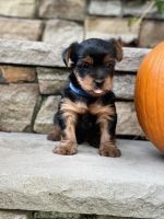 Yorkshire Terrier Puppies for sale in Linden, NJ, USA. price: NA