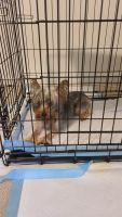 Yorkshire Terrier Puppies for sale in Lithia Springs, GA, USA. price: NA