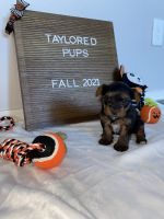 Yorkshire Terrier Puppies for sale in Peoria, AZ, USA. price: NA