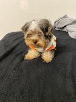Yorkshire Terrier Puppies for sale in Deerfield Beach, FL, USA. price: NA