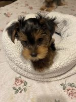 Yorkshire Terrier Puppies for sale in Fresno County, CA, USA. price: NA
