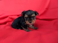 Yorkshire Terrier Puppies for sale in Hacienda Heights, CA, USA. price: NA