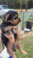 Yorkshire Terrier Puppies for sale in Swainsboro, GA 30401, USA. price: NA