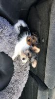Yorkshire Terrier Puppies for sale in New Castle, IN 47362, USA. price: NA