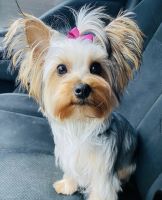Yorkshire Terrier Puppies for sale in Enfield, CT 06082, USA. price: NA