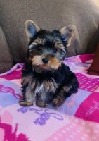 Yorkshire Terrier Puppies for sale in Aiken, SC, USA. price: NA