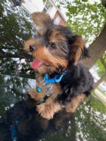 Yorkshire Terrier Puppies for sale in Philadelphia, PA 19124, USA. price: NA