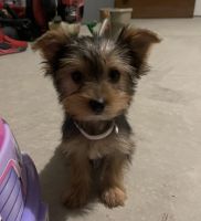 Yorkshire Terrier Puppies for sale in Red Oak, TX 75154, USA. price: NA