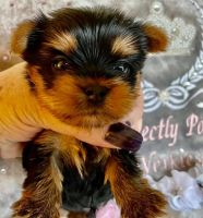Yorkshire Terrier Puppies for sale in Oscoda, MI, USA. price: NA