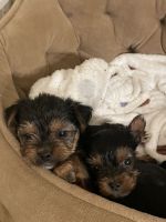 Yorkshire Terrier Puppies for sale in Pomona, CA, USA. price: NA