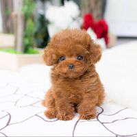 Yorkshire Terrier Puppies for sale in Las Vegas Monorail, Las Vegas, NV, USA. price: NA