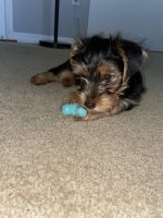 Yorkshire Terrier Puppies for sale in 83rd Ave N, St. Petersburg, FL 33702, USA. price: NA