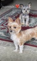 Yorkshire Terrier Puppies for sale in Leland, NC, USA. price: NA
