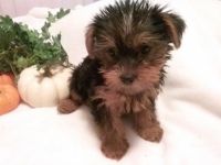 Yorkshire Terrier Puppies for sale in Laurel, MS, USA. price: NA