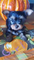 Yorkshire Terrier Puppies for sale in Palm Valley, TX 78552, USA. price: NA