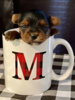 Yorkshire Terrier Puppies for sale in Frenchburg, KY, USA. price: NA
