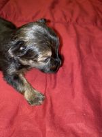 Yorkshire Terrier Puppies for sale in Elmwood, IL, USA. price: NA