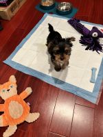 Yorkshire Terrier Puppies for sale in Clinton, MD, USA. price: NA