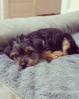 Yorkshire Terrier Puppies for sale in New Rochelle, NY, USA. price: NA