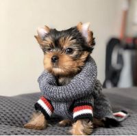 Yorkshire Terrier Puppies for sale in 9002 SW Boones Ferry Rd, Portland, OR 97219, USA. price: NA