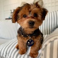 Yorkshire Terrier Puppies for sale in Wilmington, NC 28401, USA. price: NA