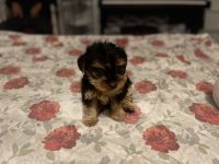 Yorkshire Terrier Puppies for sale in Fairfield, CA 94533, USA. price: NA
