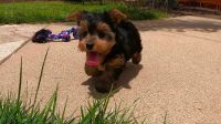 Yorkshire Terrier Puppies for sale in Ashburn, VA, USA. price: NA