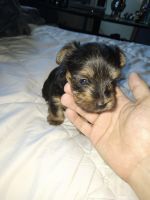 Yorkshire Terrier Puppies for sale in S Texas 6, Sugar Land, TX 77478, USA. price: NA