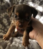 Yorkshire Terrier Puppies for sale in Lexington, KY, USA. price: NA