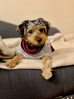 Yorkshire Terrier Puppies for sale in CARPENTERSVLE, IL 60110, USA. price: NA