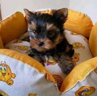 Yorkshire Terrier Puppies for sale in New York, NY 10013, USA. price: NA