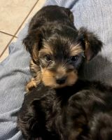 Yorkshire Terrier Puppies for sale in Sterling, OK, USA. price: NA