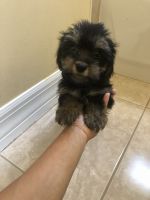 Yorkshire Terrier Puppies for sale in Naples, FL, USA. price: NA