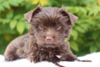 Yorkshire Terrier Puppies for sale in Vancouver, WA, USA. price: NA