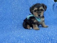 Yorkshire Terrier Puppies for sale in Whittier, CA, USA. price: NA