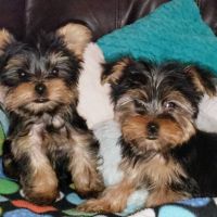 Yorkshire Terrier Puppies for sale in Windyville, MO 65783, USA. price: NA