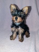 Yorkshire Terrier Puppies for sale in Brevard County, FL, USA. price: NA