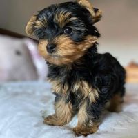 Yorkshire Terrier Puppies for sale in Marigold Rd, Boynton Beach, FL 33436, USA. price: NA
