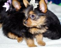 Yorkshire Terrier Puppies for sale in Goodyear, AZ 85338, USA. price: NA