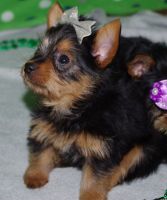 Yorkshire Terrier Puppies for sale in Clifton, NJ, USA. price: NA
