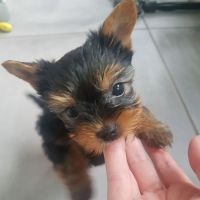Yorkshire Terrier Puppies for sale in Walnut Creek, CA 94596, USA. price: NA