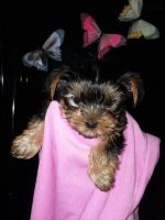 Yorkshire Terrier Puppies for sale in Lebanon, OR 97355, USA. price: NA