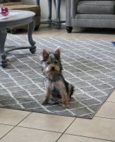 Yorkshire Terrier Puppies for sale in San Antonio, TX 78235, USA. price: NA