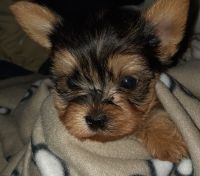 Yorkshire Terrier Puppies for sale in Raleigh, NC, USA. price: NA