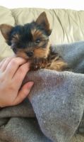 Yorkshire Terrier Puppies for sale in Greenville, DE 19884, USA. price: NA